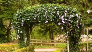 Un sendero de jardín que conduce a un arco de madera cubierto de plantas trepadoras y flores moradas.