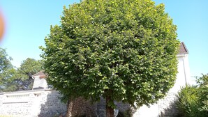 A tree in front of a stone building with a white wall and a brick roof. - house in the countryside in the heart of Bazois with terrace (50m2) and pleasure garden (Châtillon-en-Bazois)