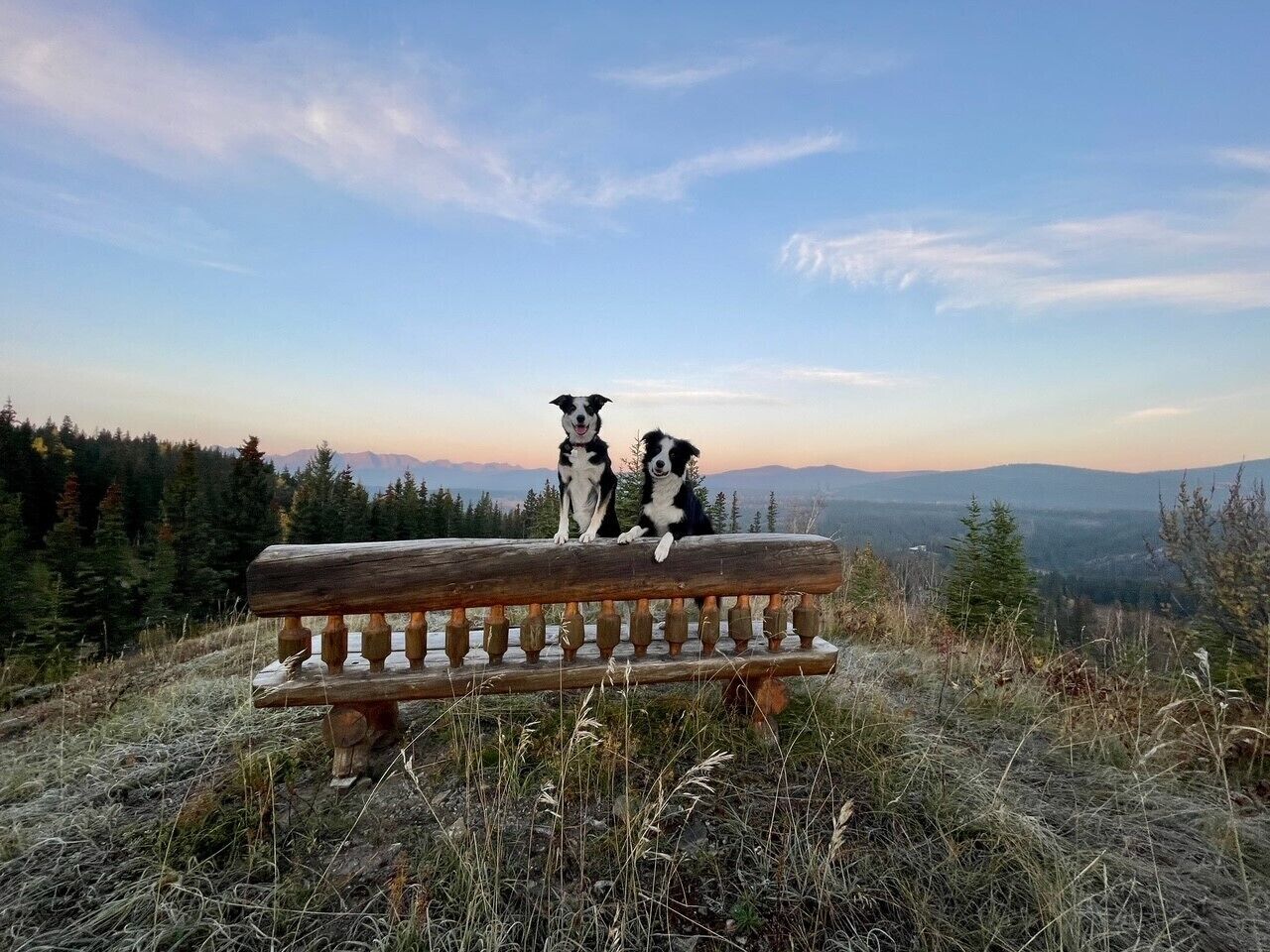 A wooden bench with three dogs sitting on it, overlooking a forested landscape with mountains in the distance.