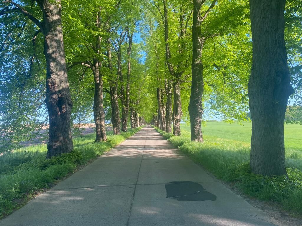 A paved pathway flanked by tall trees, leading towards a distant view.