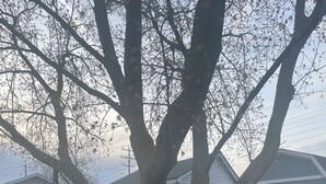 A large tree with a swing hanging from its branches in a backyard with houses in the background.