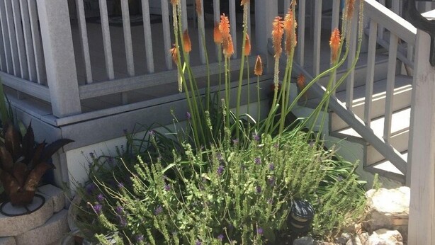 A garden with tall orange flowers and green foliage in front of a house with a white porch and stone steps.