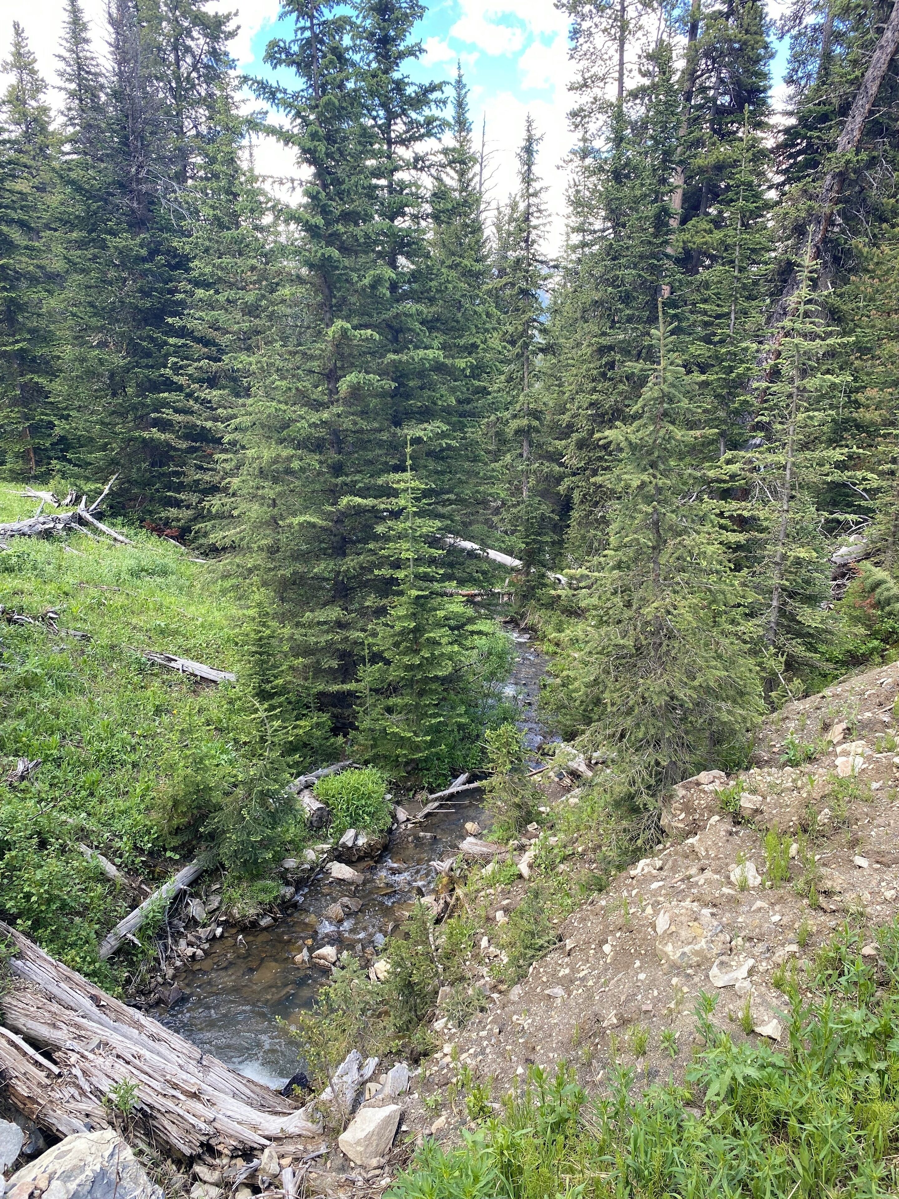 Une zone boisée traversée par un ruisseau.