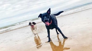 Dois cães numa praia arenosa, com água e um céu nublado ao fundo.