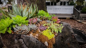 A variety of succulents arranged in a wooden planter with a sign in the background reading "The Garden Company feed & firewater". - Round Top Hotel (Round Top)