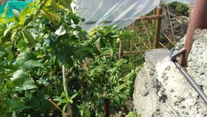 A garden with various plants and a white structure, possibly a greenhouse, supported by bamboo poles. - Beautiful Lakeview rooms just 10 min by taxi from mainroad (Pokhara)