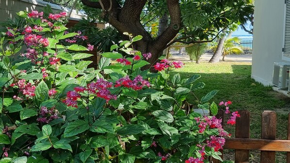 A garden with lush green foliage and pink flowers, a wooden fence, and a tree in the background. - IPOMEA waterfront bungalow on the lagoon La Saline les Bains (La Saline les Bains)