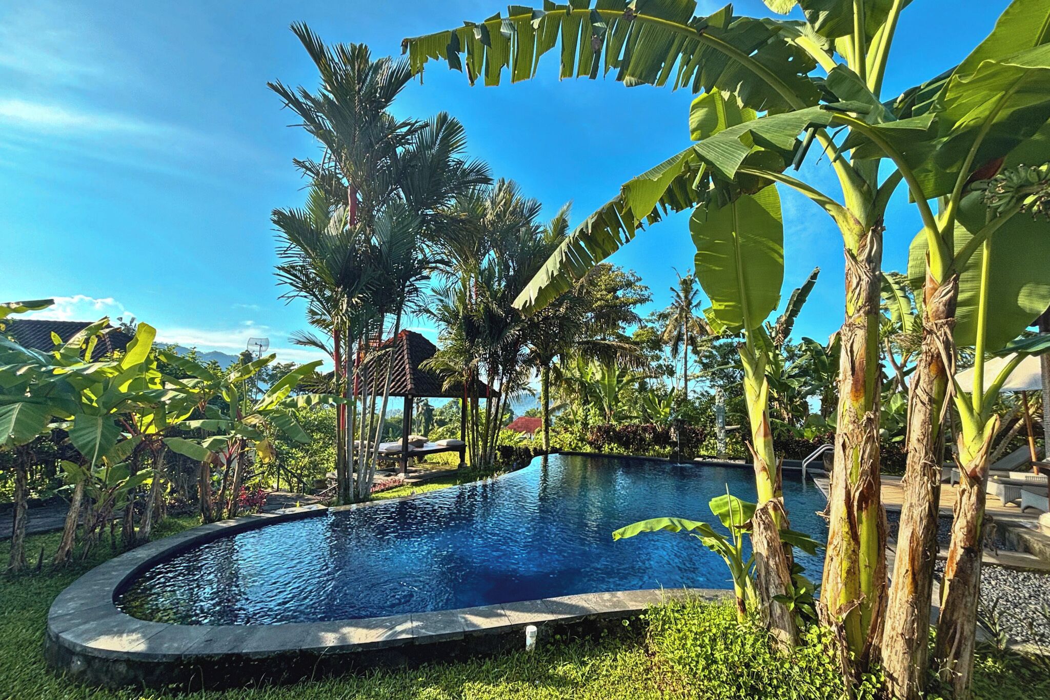 A swimming pool surrounded by lush greenery and palm trees.