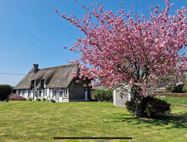 A traditional house with a thatched roof, surrounded by a well-maintained lawn and blooming pink trees.