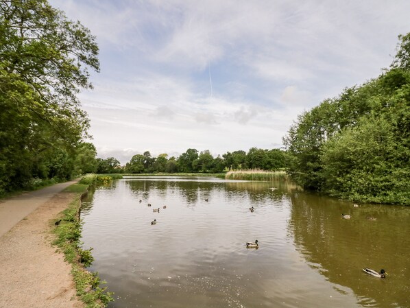 A calm river with ducks swimming, surrounded by lush greenery and trees.