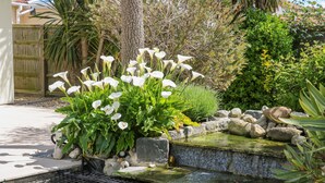 A garden with white flowers, a small pond, and a wooden fence. - Wheatlands (Hayling Island)