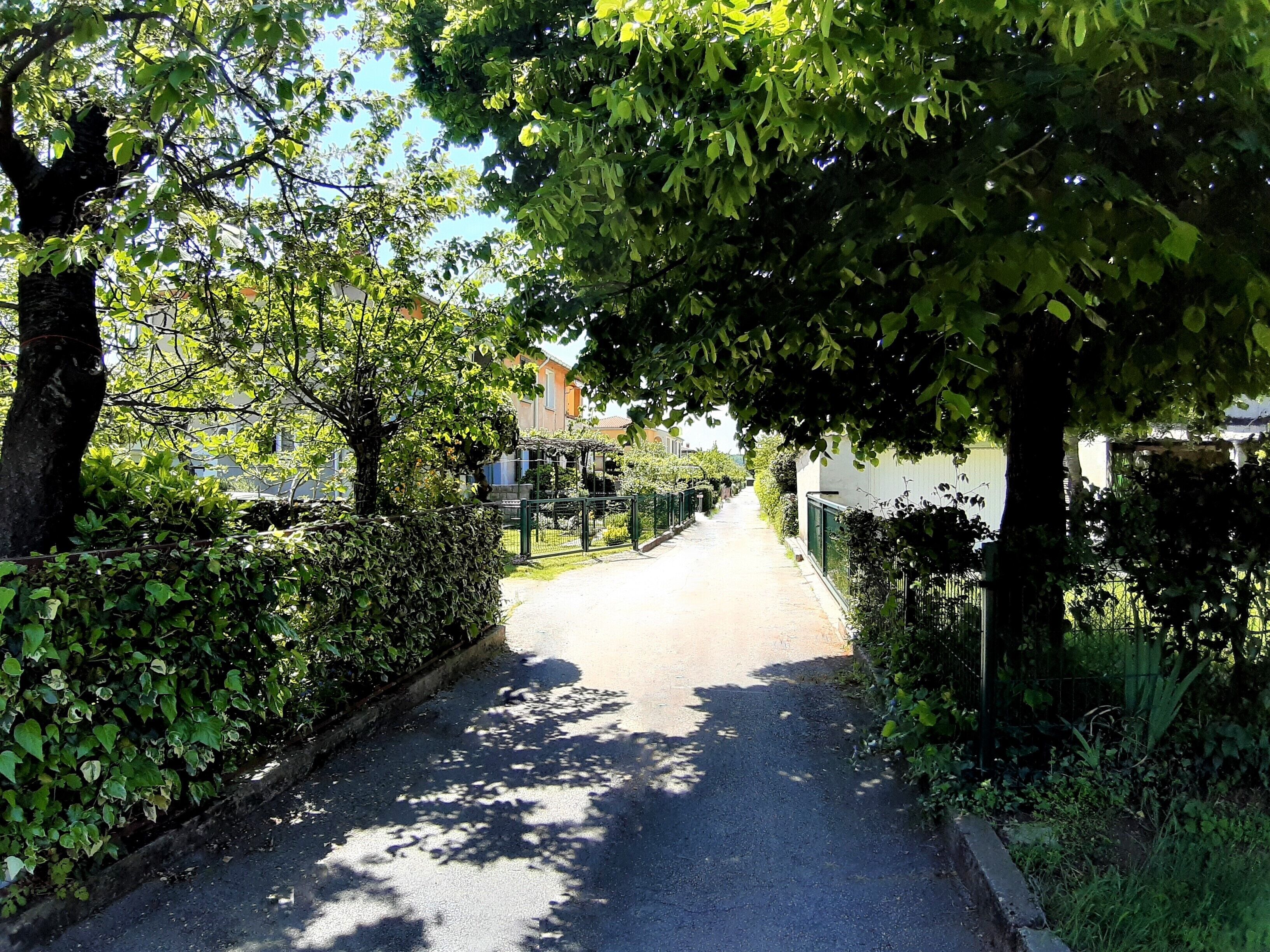 A narrow, tree-lined street with a fence on one side and a building on the other.