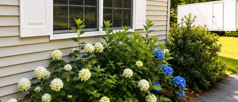 A house with a window, a garden with hydrangea flowers, and a white trailer in the background.