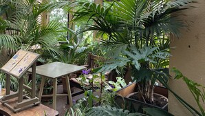 A conservatory with a glass ceiling, large windows, and various potted plants. - Six on Castle (Tiverton)