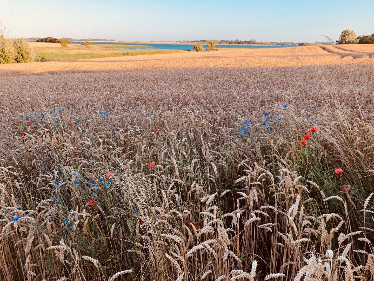 Un campo di grano con un lago sullo sfondo.