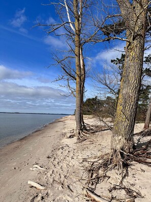 Une plage bordée d’arbres, sous un ciel dégagé.