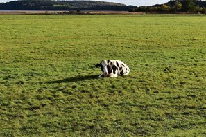 Unclassified image, 4 of 32, button - Ferienhaus Anni - Holiday home "Anni" - Stylish & quiet in the vacation village (Poseritz)
