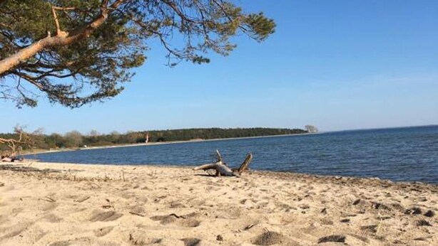 A beach with a tree, clear sky, and calm water. - Ferienhaus Anker - Ferienhaus Anker auf Rügen (Garz/Rügen)