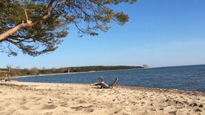 Una spiaggia con un albero, cielo sereno e acqua calma.