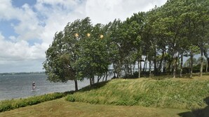 A lakeside view with a grassy area and trees. - fewo1846 - Fjordview (App. 18) - fewo1846 - Fjordview / modern studio apartment (Glücksburg (Ostsee))