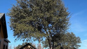 Ein Wohnhaus mit Holzfassade, einem eingezäunten Garten und einem großen Baum.