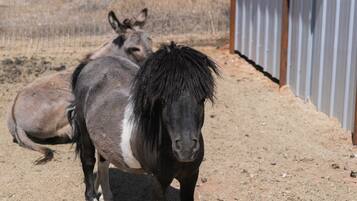 Two donkeys standing on a dirt ground next to a corrugated metal building.