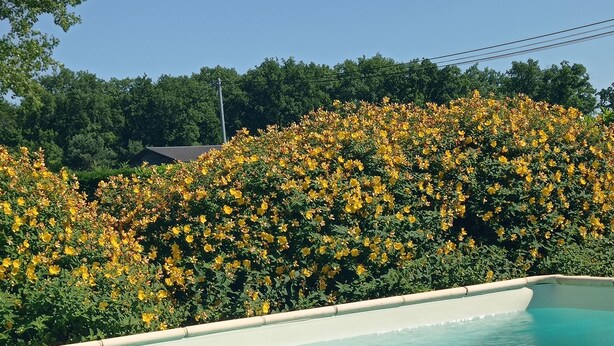 Une piscine à l’eau d’un bleu cristallin, entourée d’une haie de fleurs jaunes.