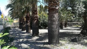 A pathway lined with palm trees and a stone wall in the background.