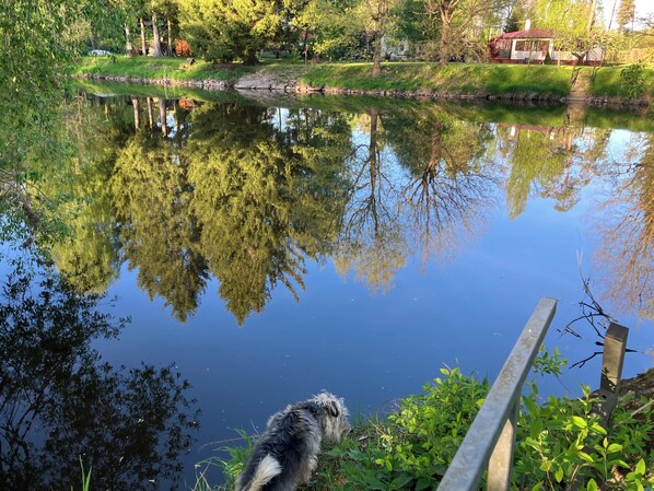 Un estanque tranquilo con reflejos de árboles y un perro cerca de la orilla.