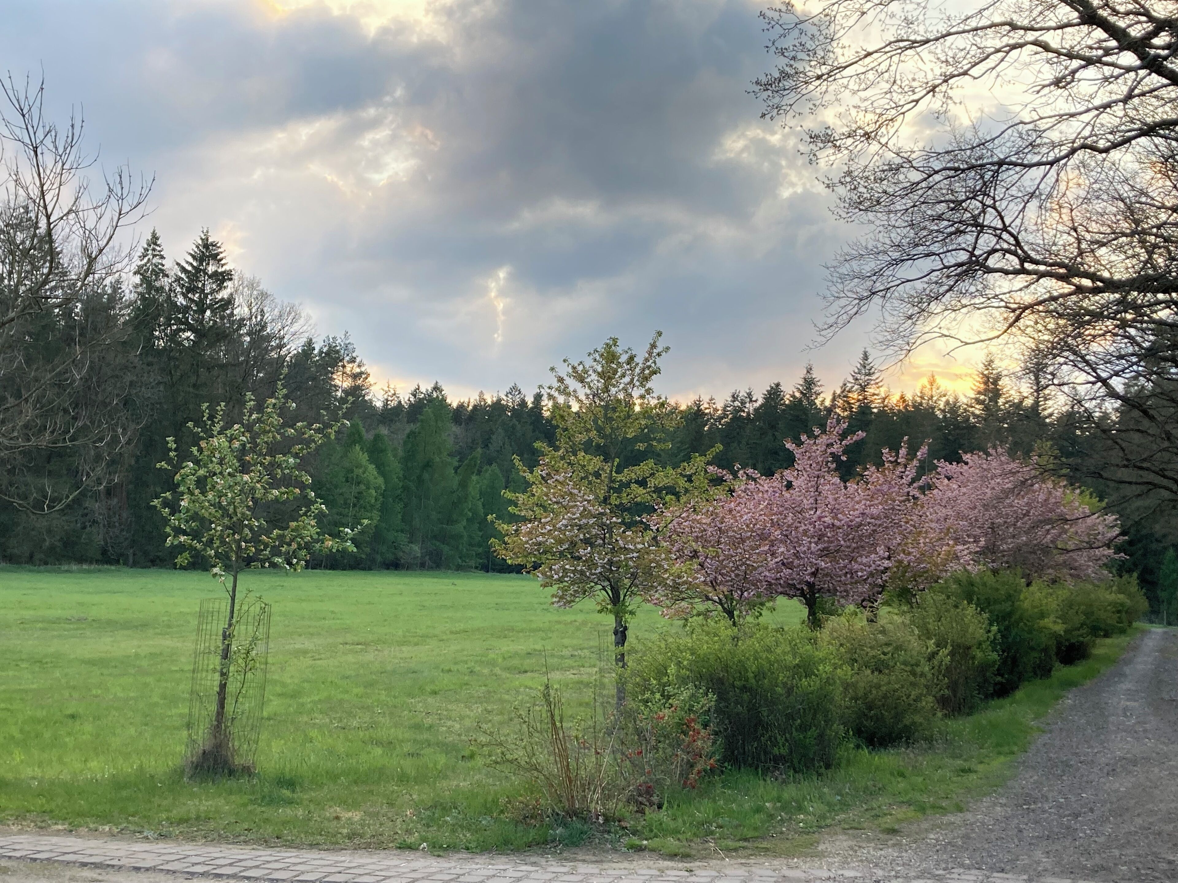 Un paysage rural avec un chemin de gravier, un champ verdoyant et des arbres, dont un arbre à fleurs particulièrement remarquable.