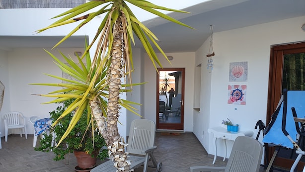 A patio area with a palm tree, plastic chairs, a table, and a blue exercise bike.