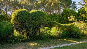 A garden with various types of greenery and trees.