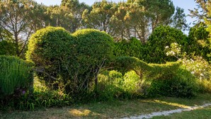 Un jardin agrémenté de divers arbustes et arbres, un chemin de gravier et une clôture en fil de fer.