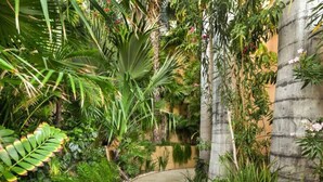 A lush garden with a curved pathway, dense foliage, and a variety of plants and flowers. - Pedregal Luca incredible Views with onsite staff (Cabo San Lucas)