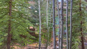 Une zone boisée avec de grands arbres et un bâtiment en arrière-plan.