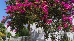 Un jardin avec un mur blanc, un chemin de pierres et un arbre aux fleurs roses.