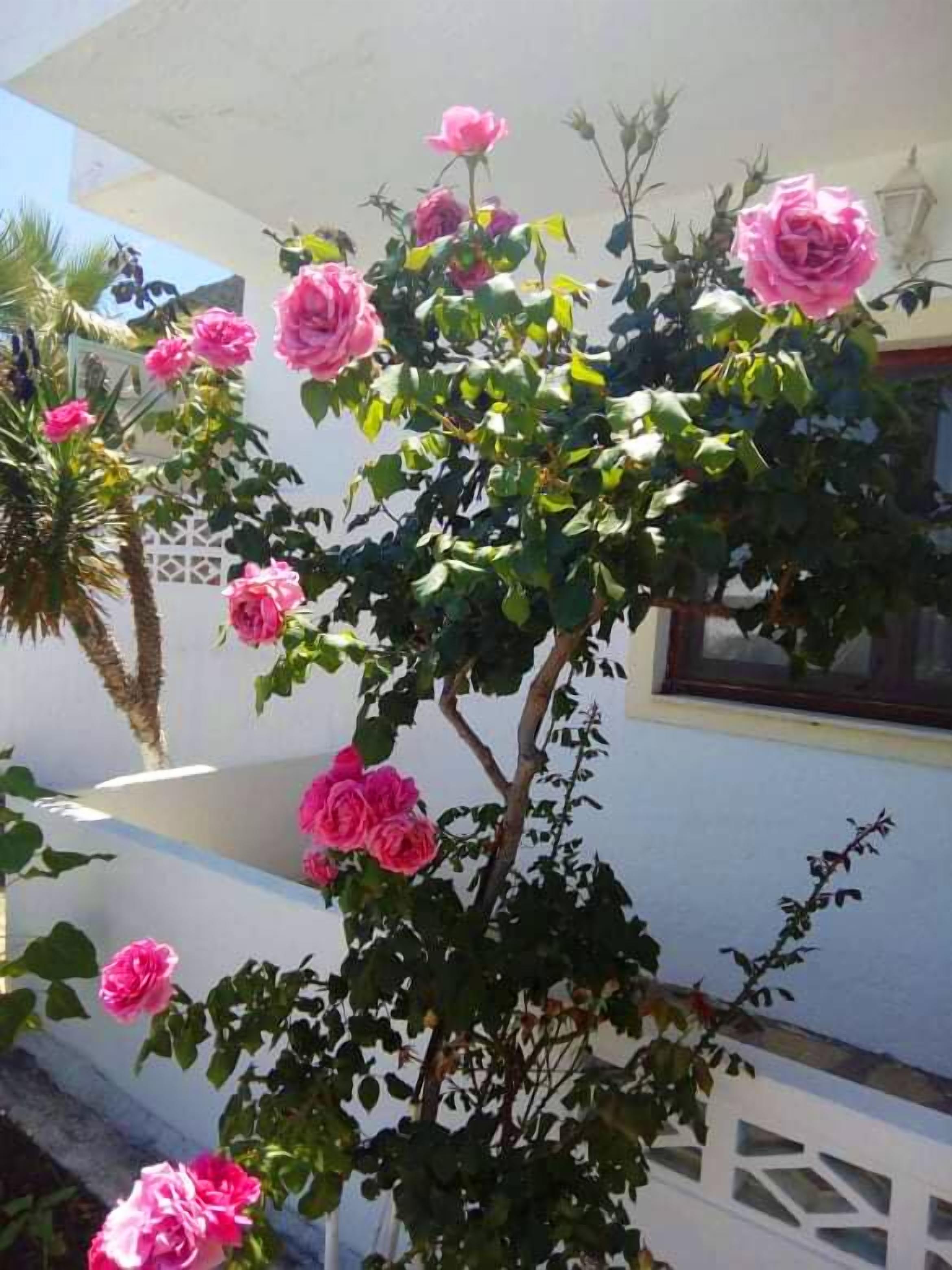 A white building with a garden featuring pink roses and a palm tree.