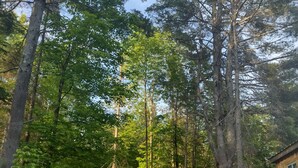 A forested area with a small cabin and three Adirondack chairs in the foreground.