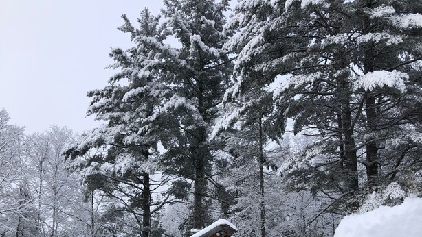 A wooden cabin surrounded by snow-covered trees.