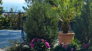 Un jardín con un camino de grava, una palmera en maceta y arbustos de flores rosadas.