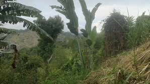 A lush green landscape with banana plants and a hilly background. - The Cottage (Kingston)
