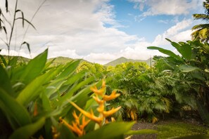 A lush garden with various tropical plants and a mountainous backdrop.