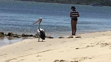 Playa en los alrededores y toallas de playa