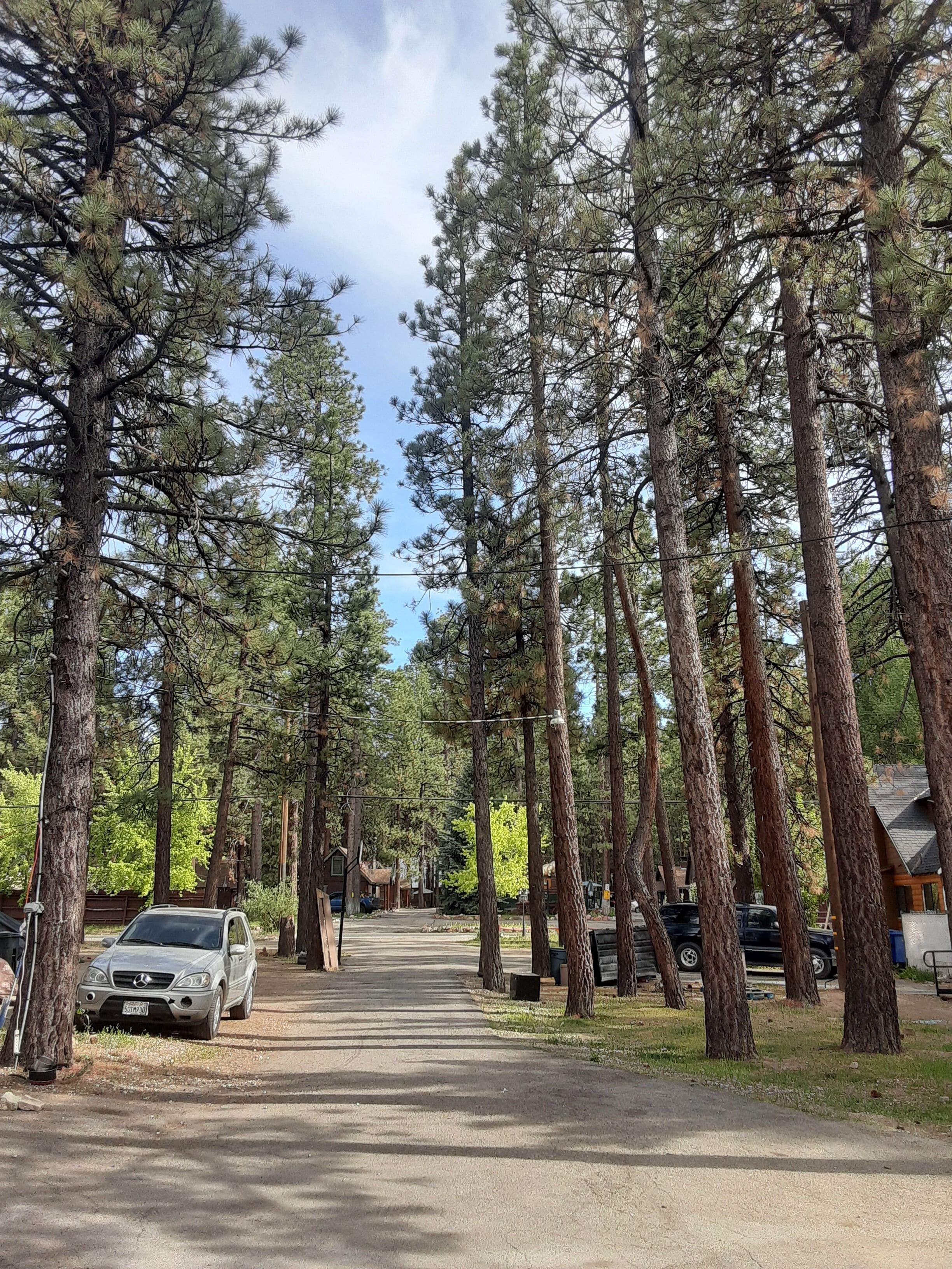A campground with tall pine trees, a paved path, and parked cars.