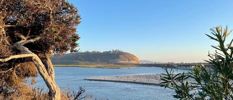 Paisagem costeira com uma árvore imponente, um corpo d'água calmo e uma colina ao longe.