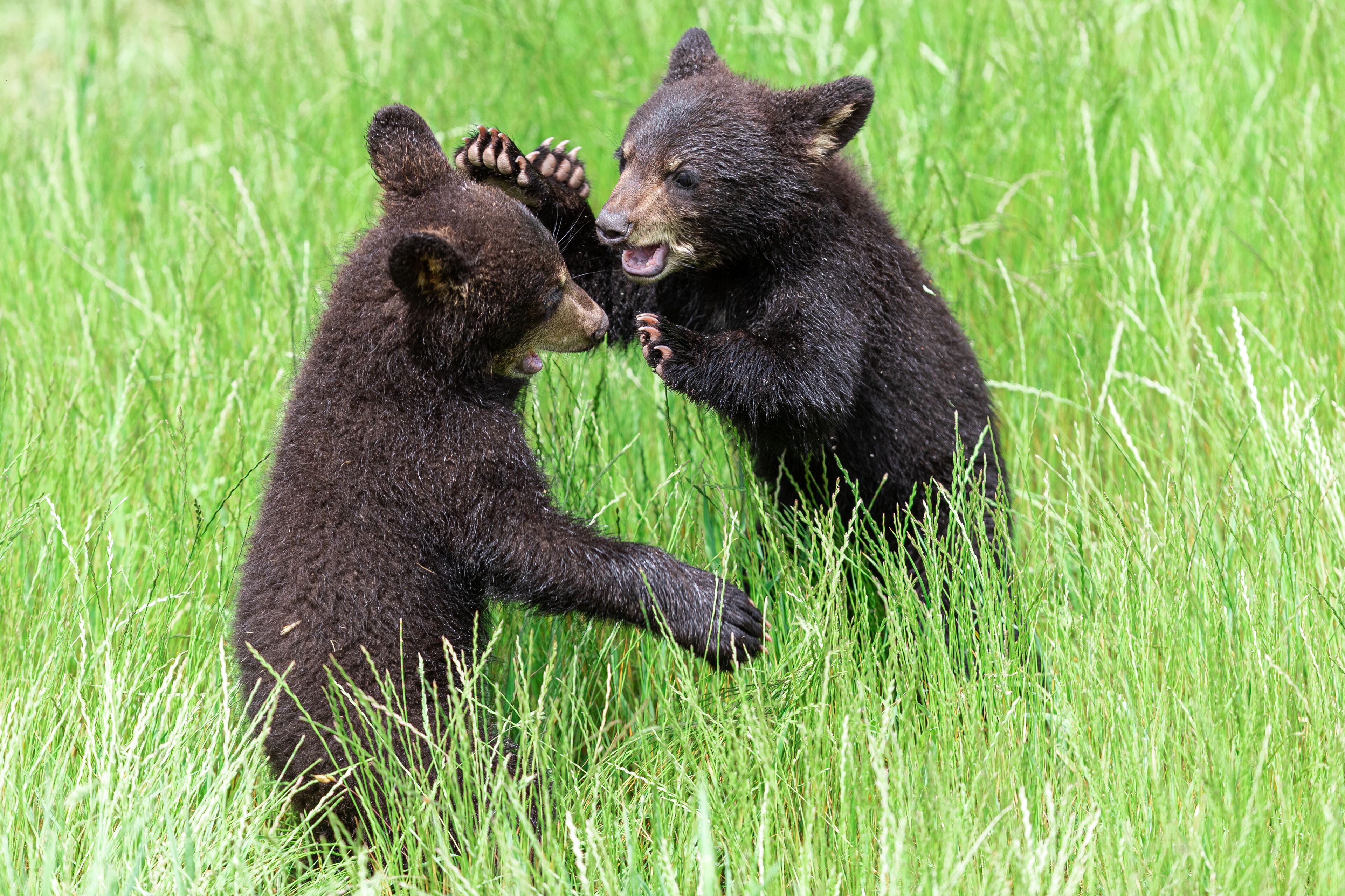 Two bears in a grassy field.
