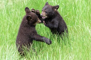 Two bears in a grassy field.
