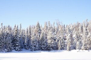 A snowy forest with dense evergreen trees.