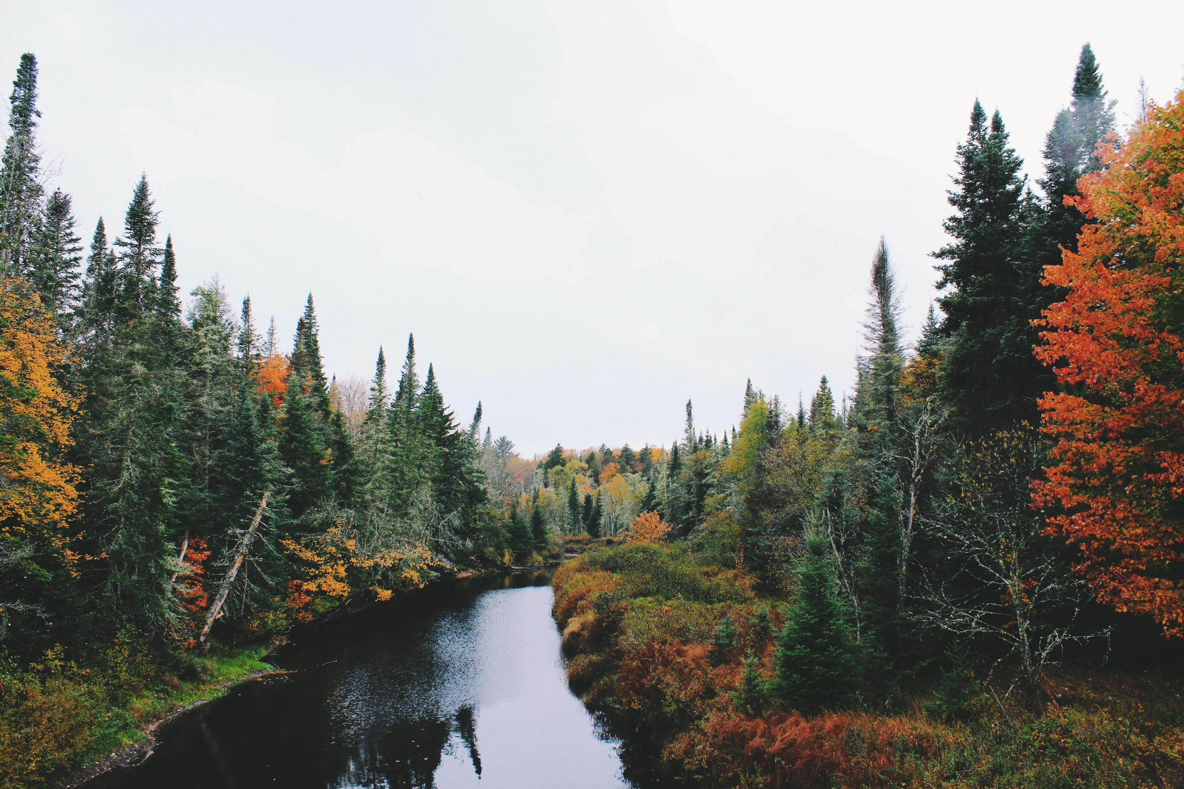 A river surrounded by dense forest with tall trees and autumn foliage.