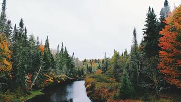 A river surrounded by dense forest with tall trees and autumn foliage.